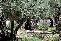 Гефсиманский сад. Оливковые деревья.