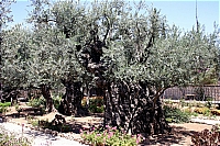 Гефсиманский сад. Старые оливы.