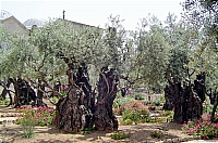 Гефсиманский сад. Двухтысячелетние оливы.