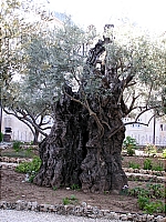 Гефсиманский сад. Двухтысячелетние оливы.